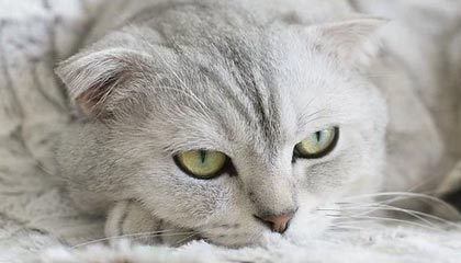 开云-【观察】披着缅怀科比的外衣 萧华又露出改革的野心